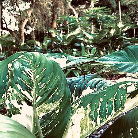 Nature'S Cradle Obosomase Ngoại thất bức ảnh